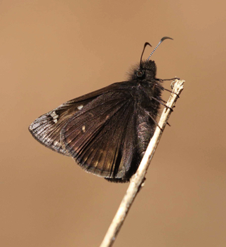 Juvenal's Duskywing - male